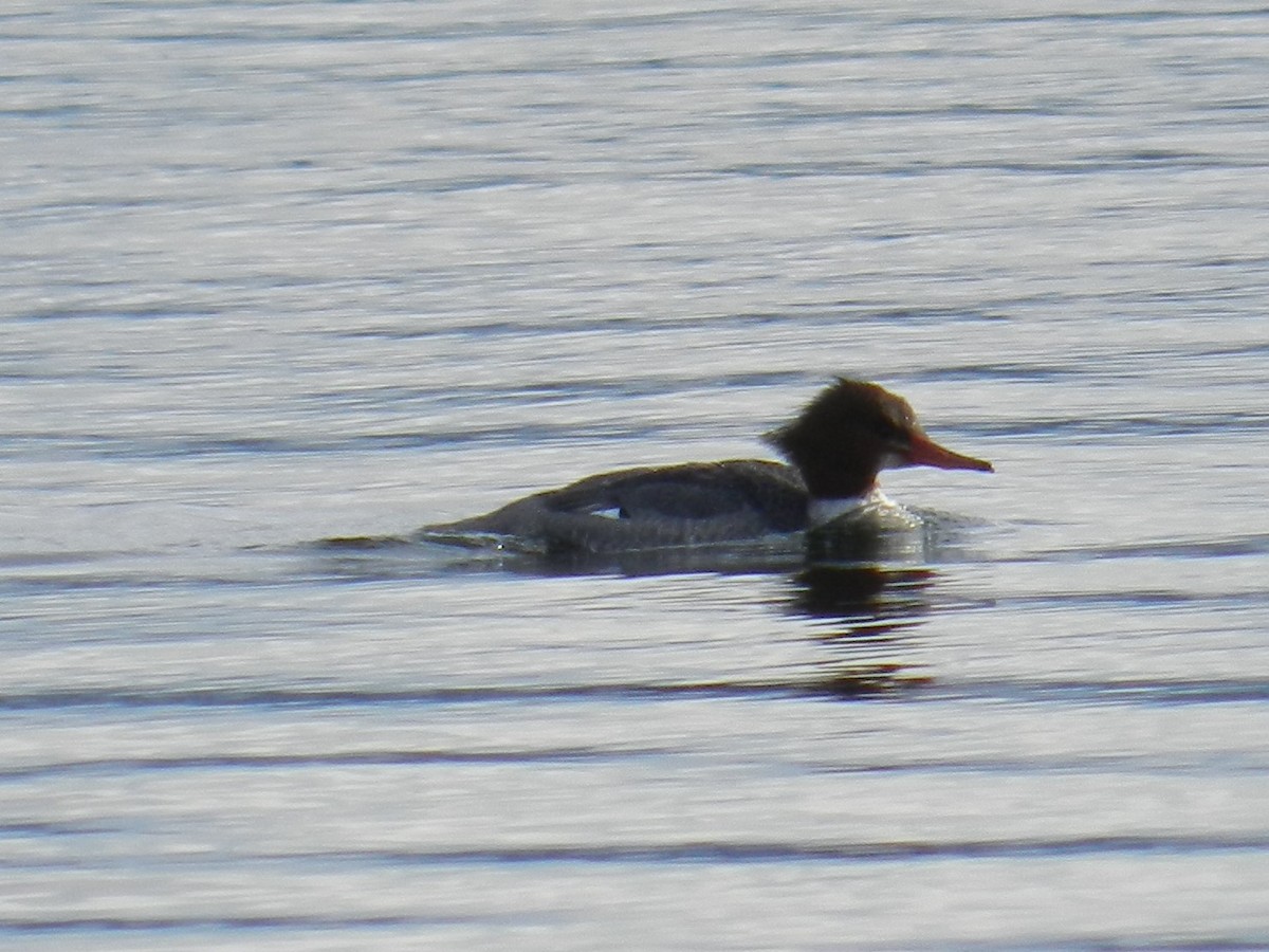 Common Merganser - ML617060184