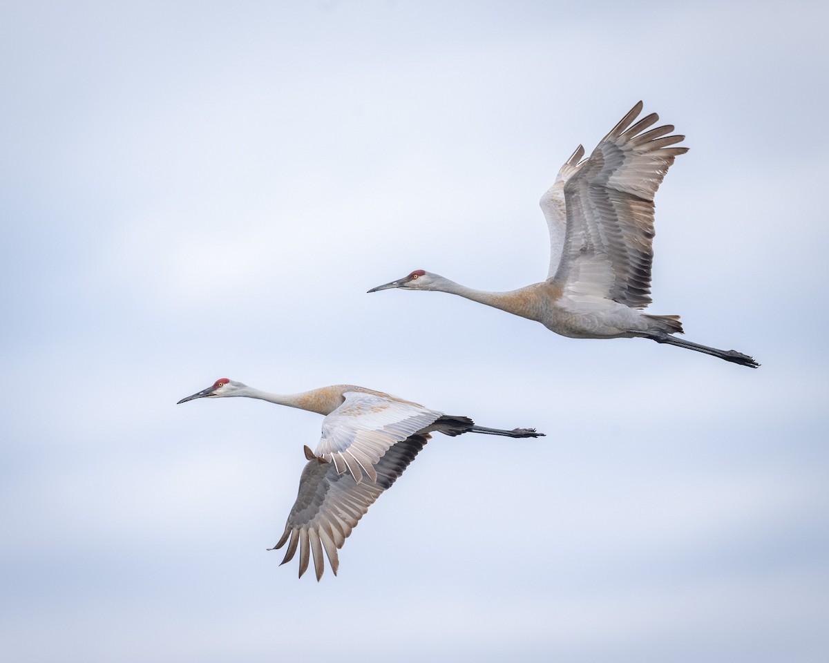 Sandhill Crane - ML617060186