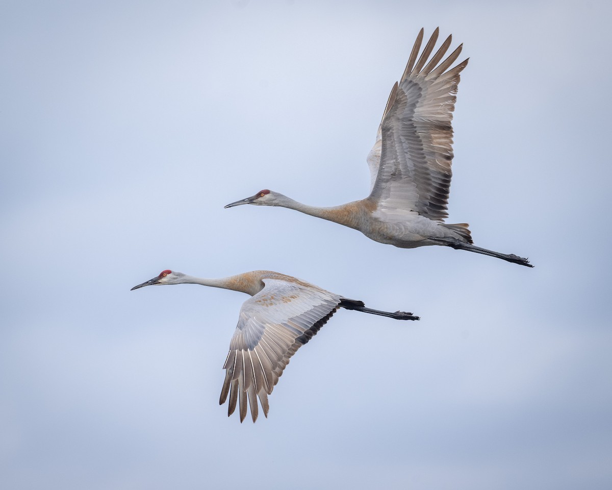 Sandhill Crane - ML617060187