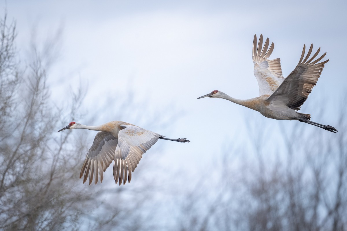 Sandhill Crane - ML617060188