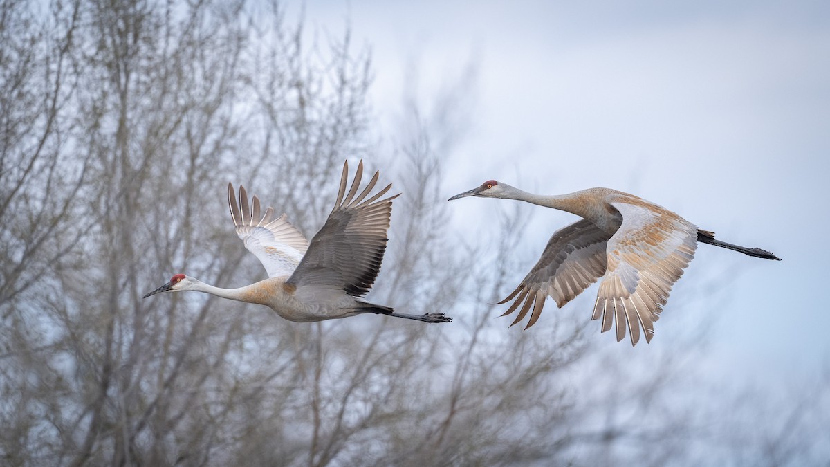 Sandhill Crane - ML617060189