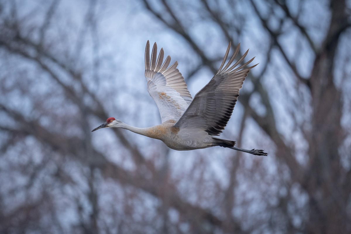 Sandhill Crane - ML617060190