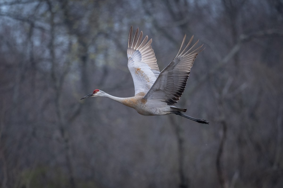 Sandhill Crane - ML617060191