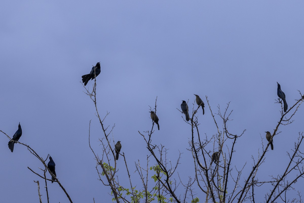 Great-tailed Grackle - ML617060221