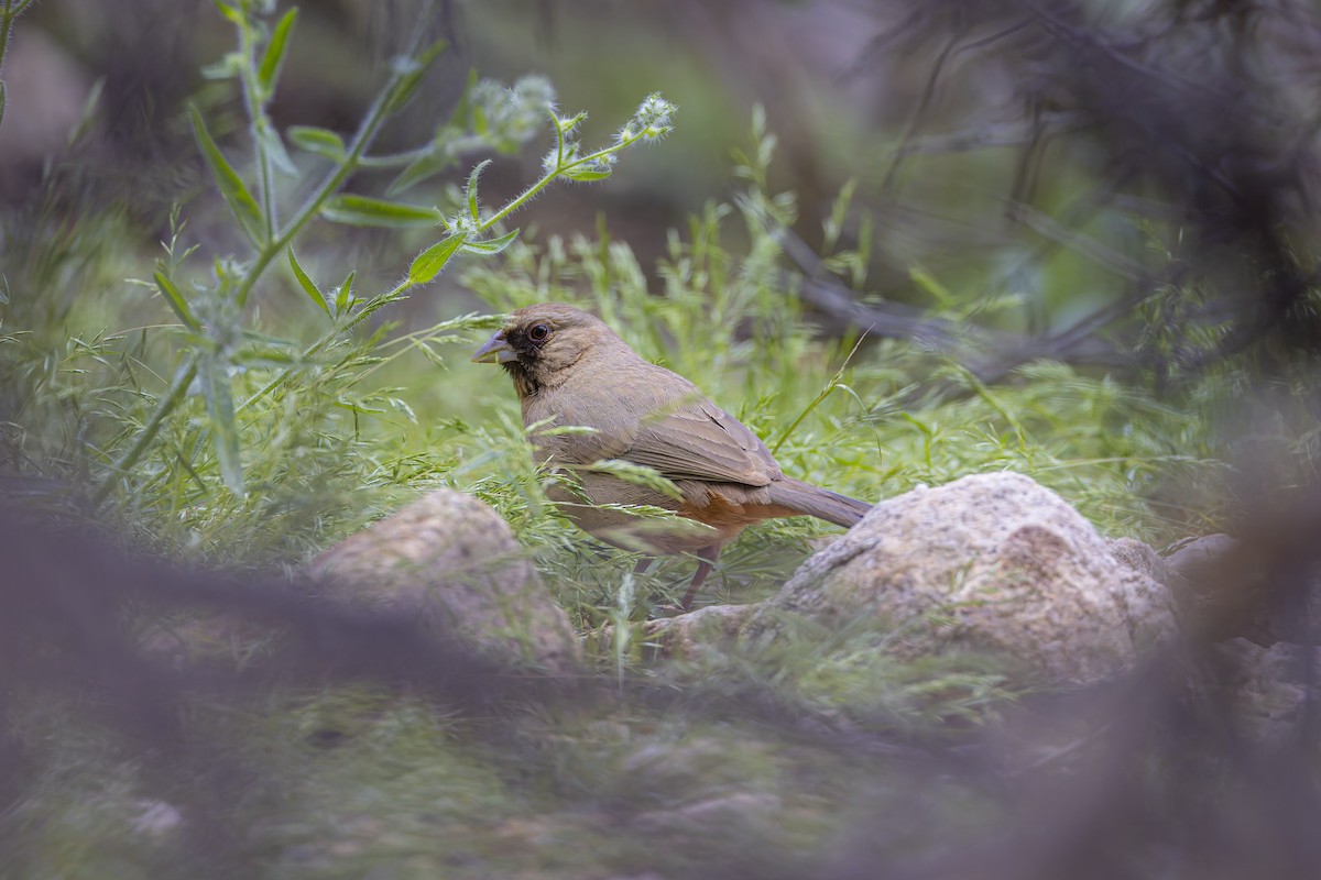 Abert's Towhee - ML617060242