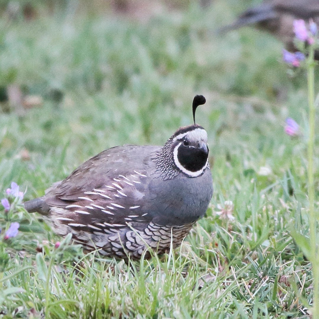 California Quail - ML617060245