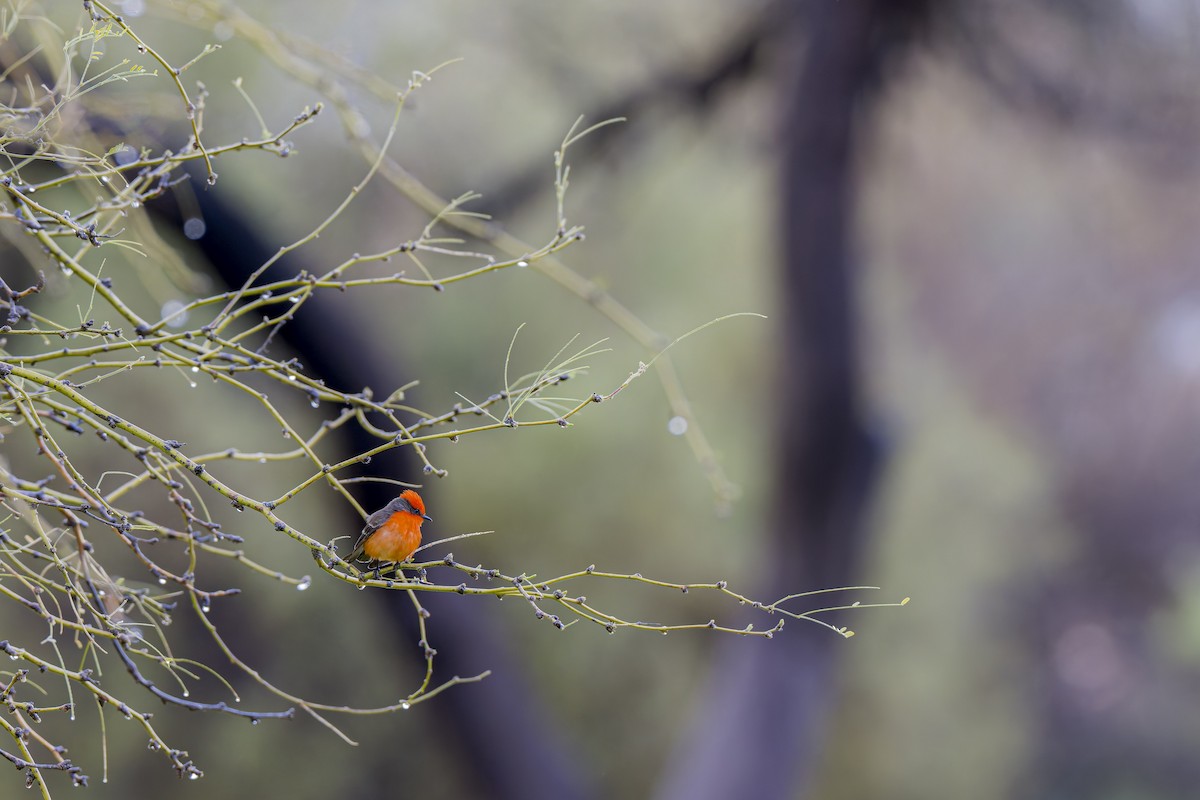 Vermilion Flycatcher - ML617060247