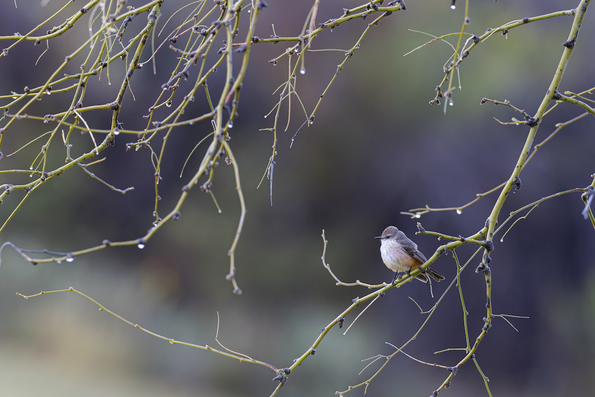 Vermilion Flycatcher - ML617060250