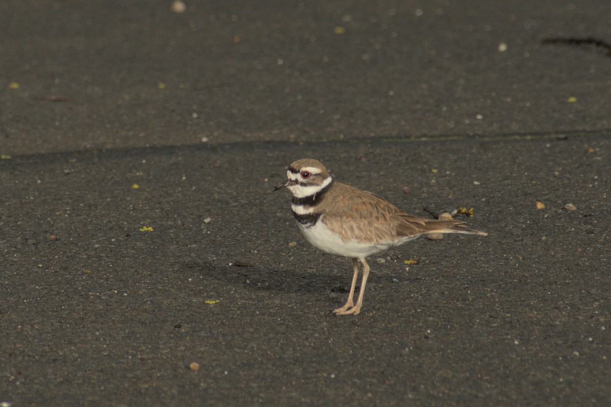 Killdeer - Sabrina O