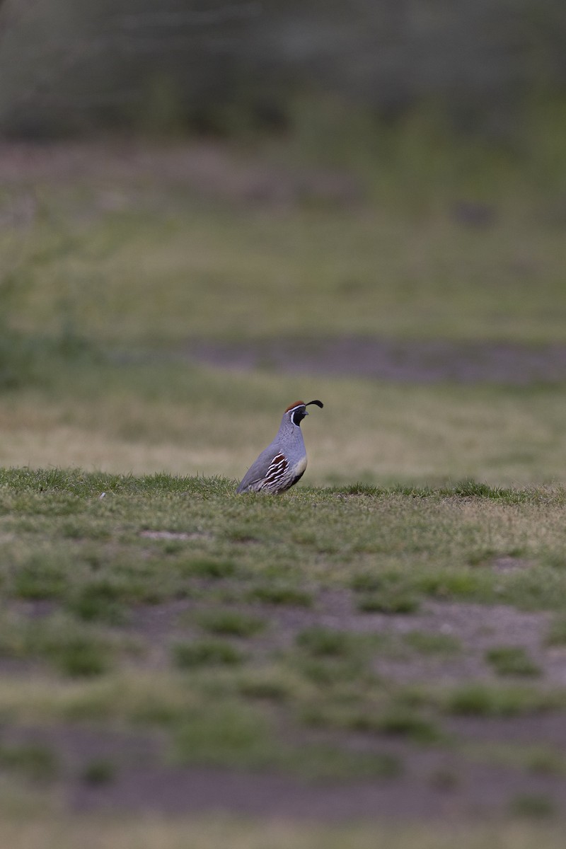 Gambel's Quail - Craig Duff