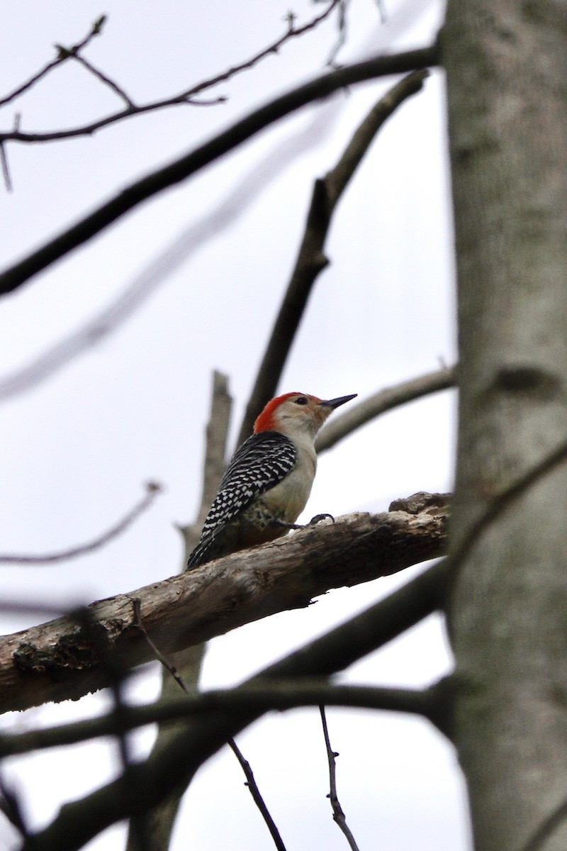 Red-bellied Woodpecker - ML617060338