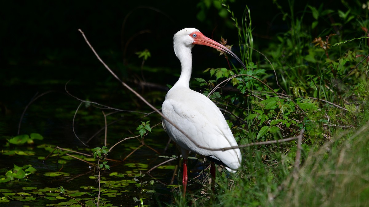 White Ibis - Carl Winstead