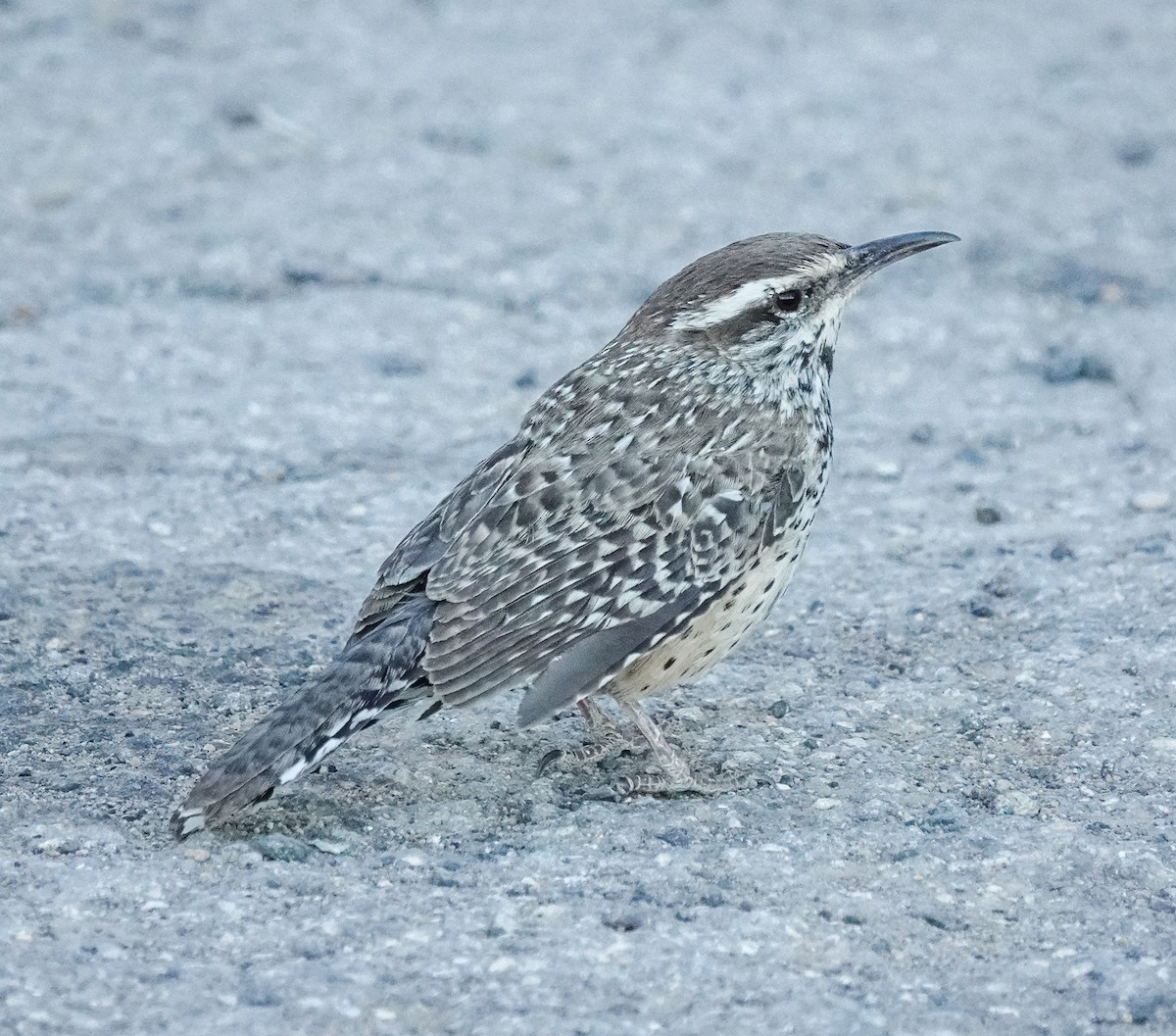 Cactus Wren - ML617060397