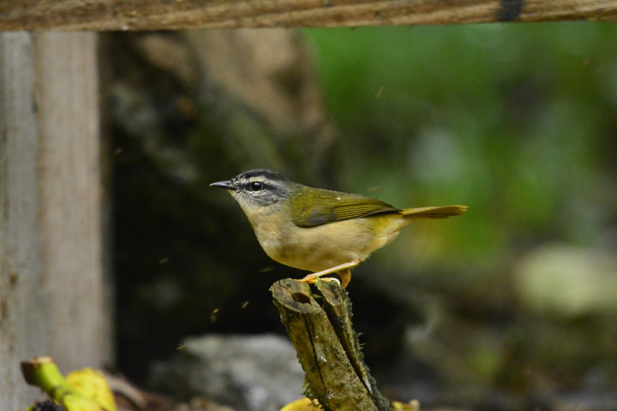 Riverbank Warbler - Paulo Meirelles