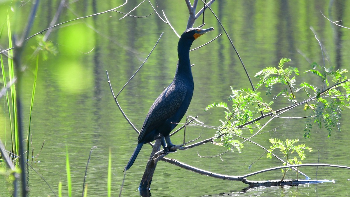 Double-crested Cormorant - Carl Winstead