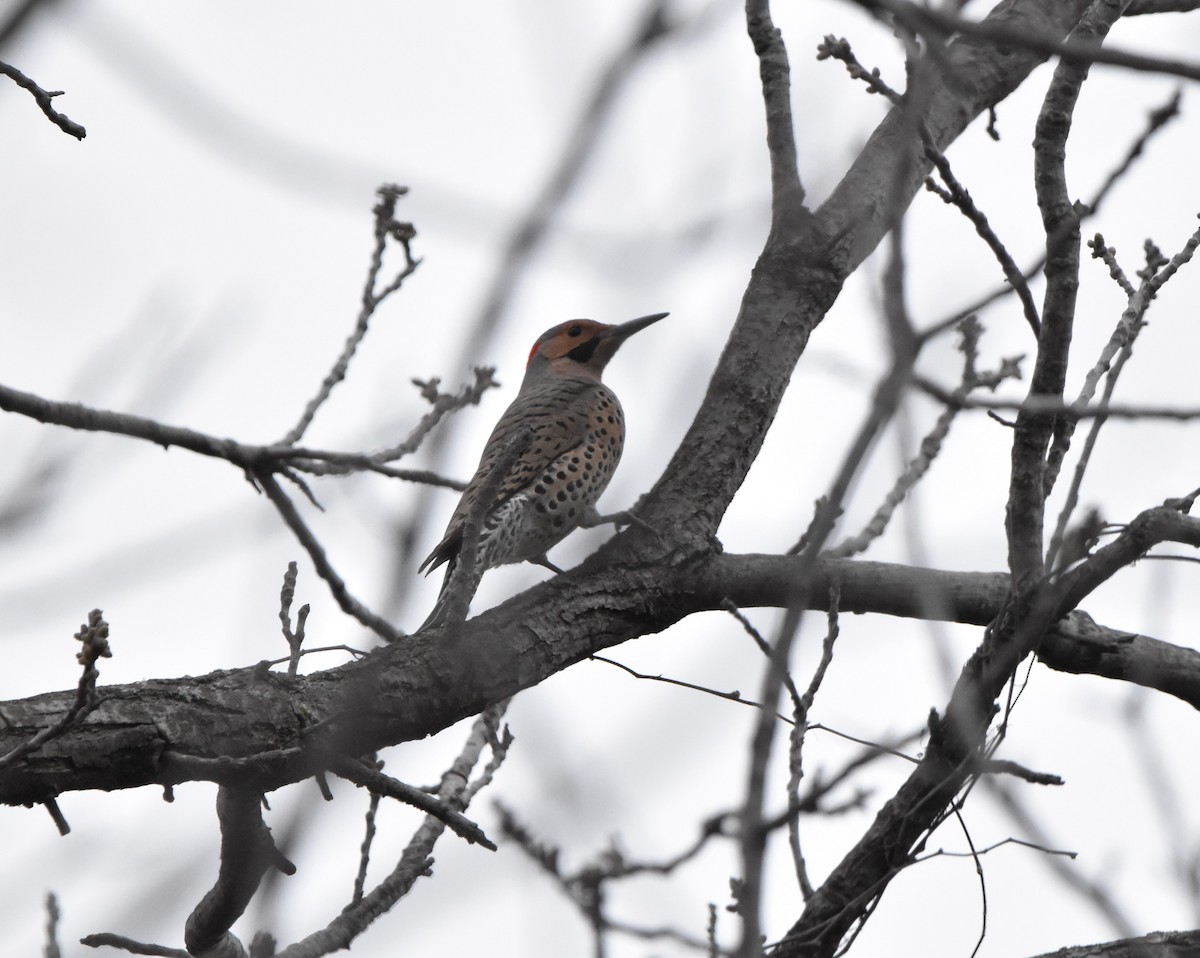 Northern Flicker - Sudhakar Naraparaju