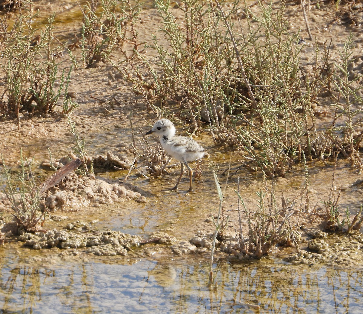 Kentish Plover (Kentish) - Xander Vissering