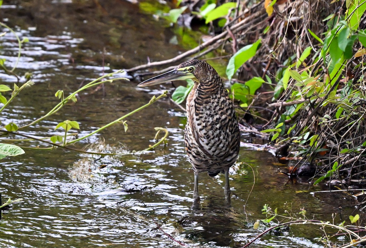 Bare-throated Tiger-Heron - ML617060603