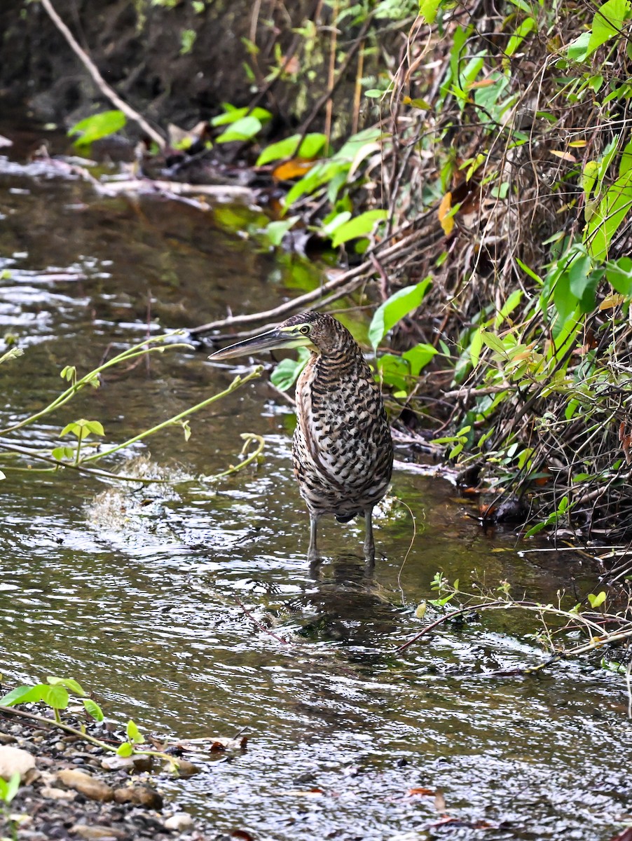 Bare-throated Tiger-Heron - ML617060605