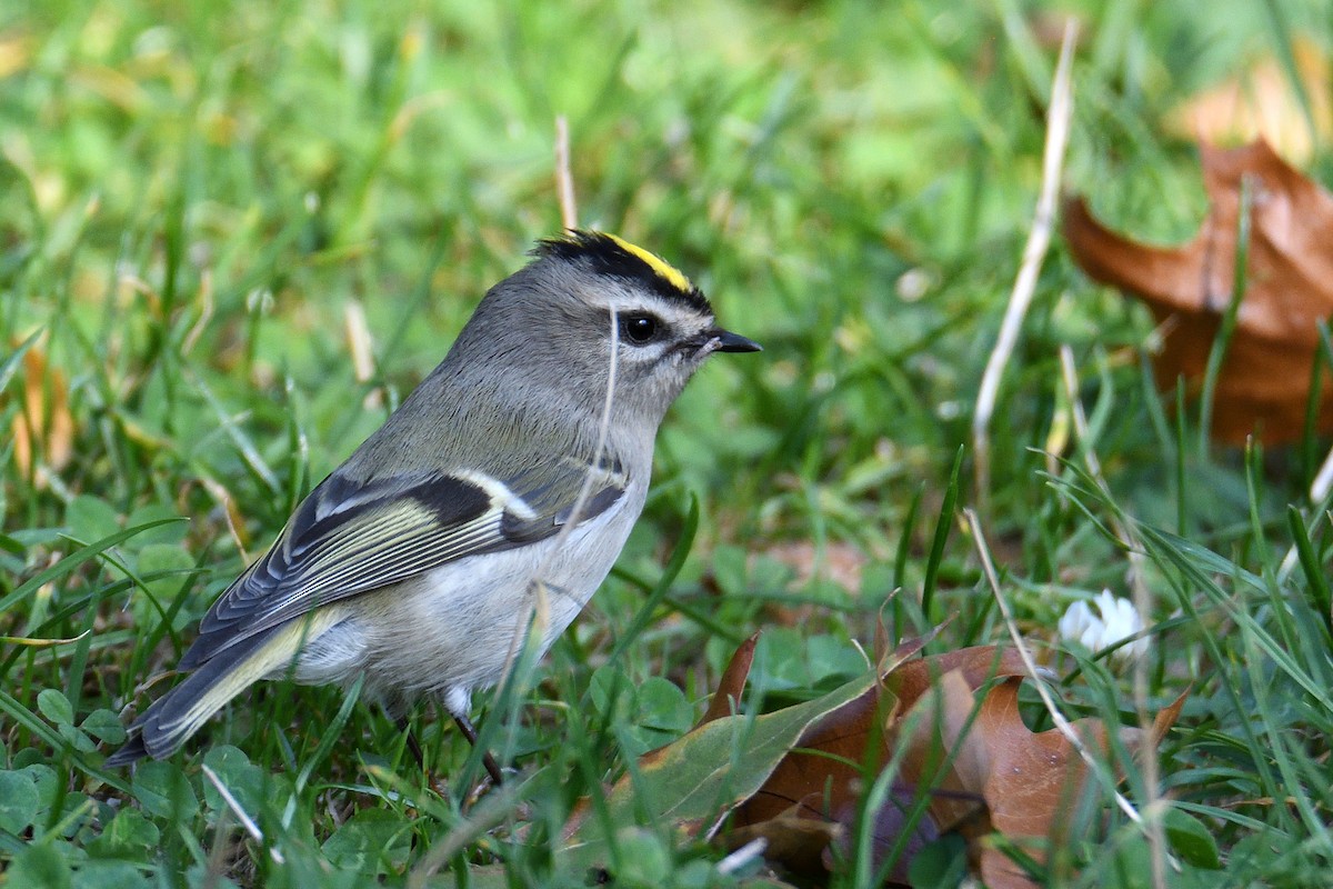 Roitelet à couronne dorée - ML61706061