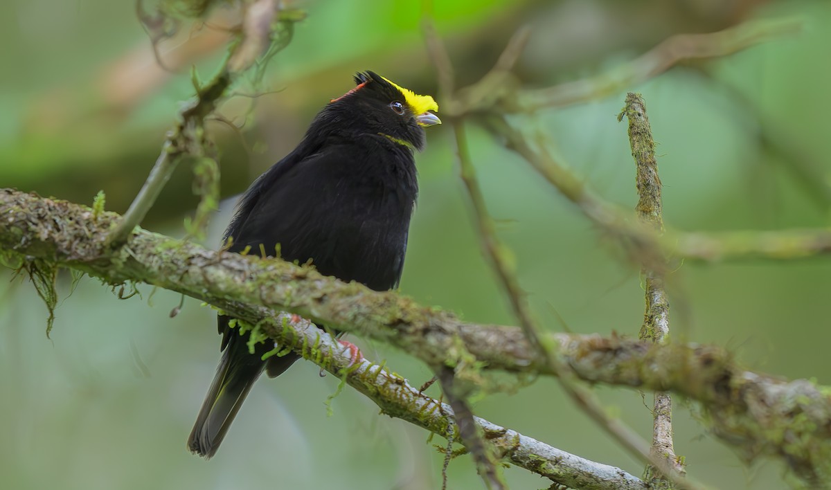 Golden-winged Manakin - ML617060628