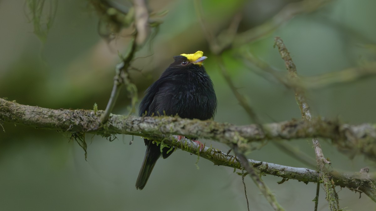 Altın Kanatlı Manakin - ML617060653