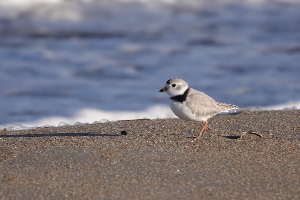 Piping Plover - ML617060690