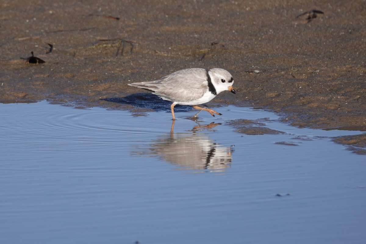 Piping Plover - ML617060691