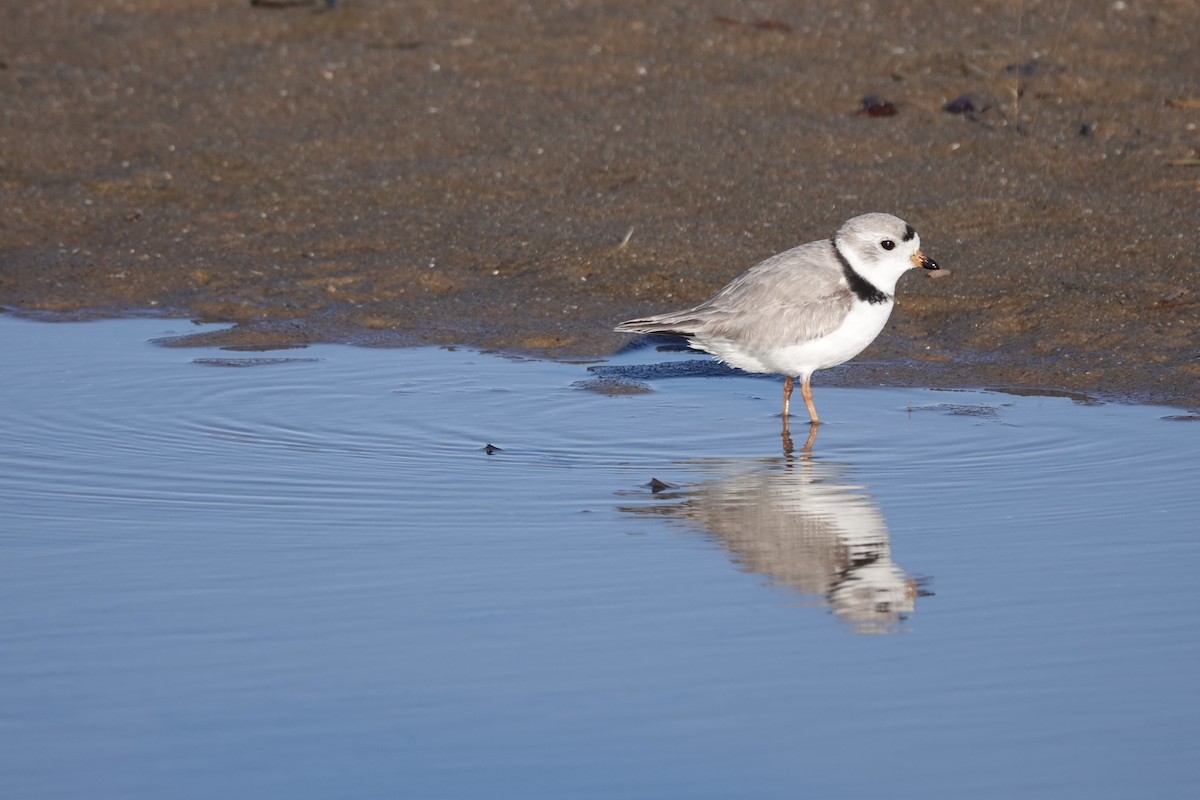 Piping Plover - ML617060692