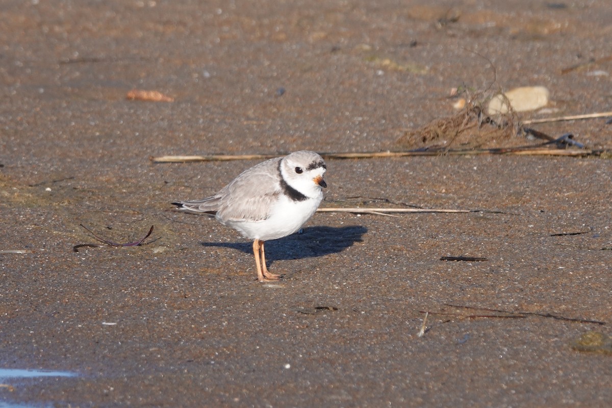 Piping Plover - ML617060694