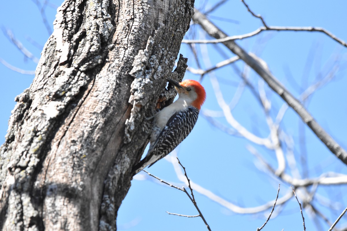 Red-bellied Woodpecker - Sudhakar Naraparaju