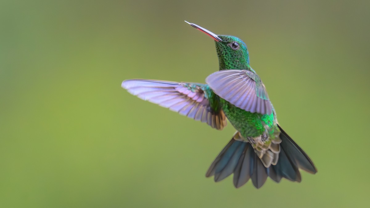 Steely-vented Hummingbird - Nina Hale