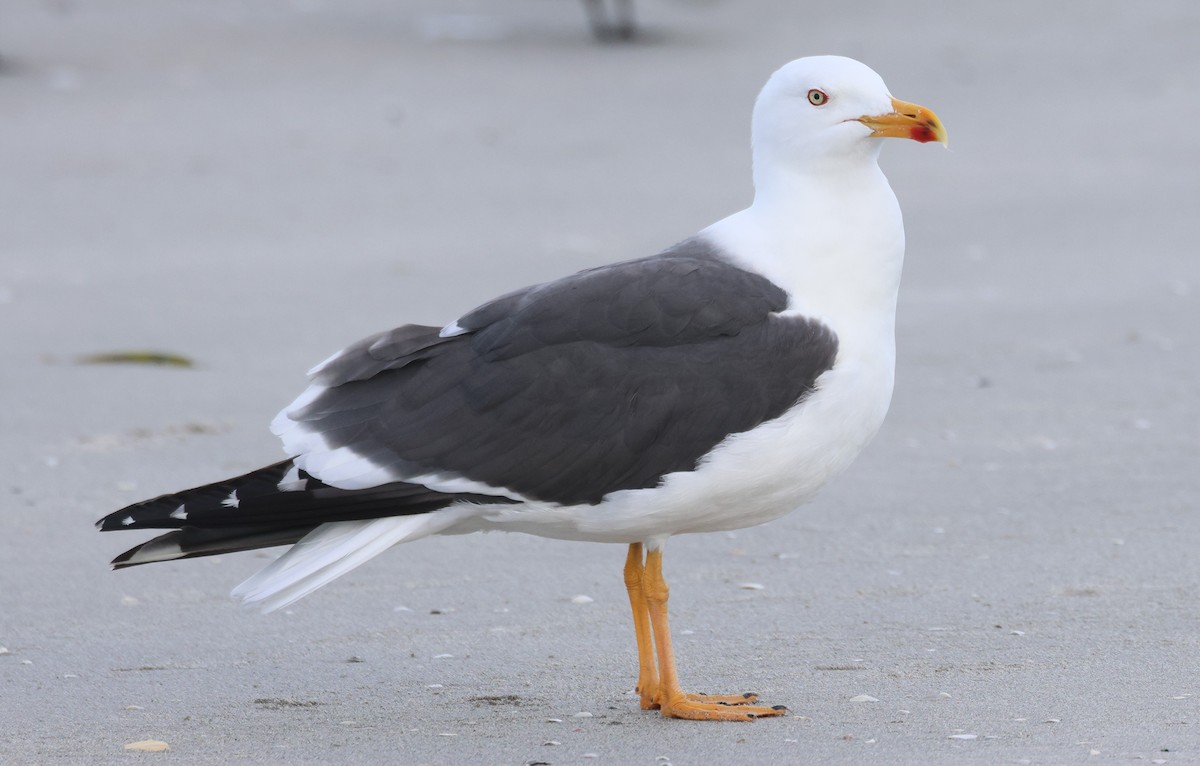 Lesser Black-backed Gull - Anne Ruben