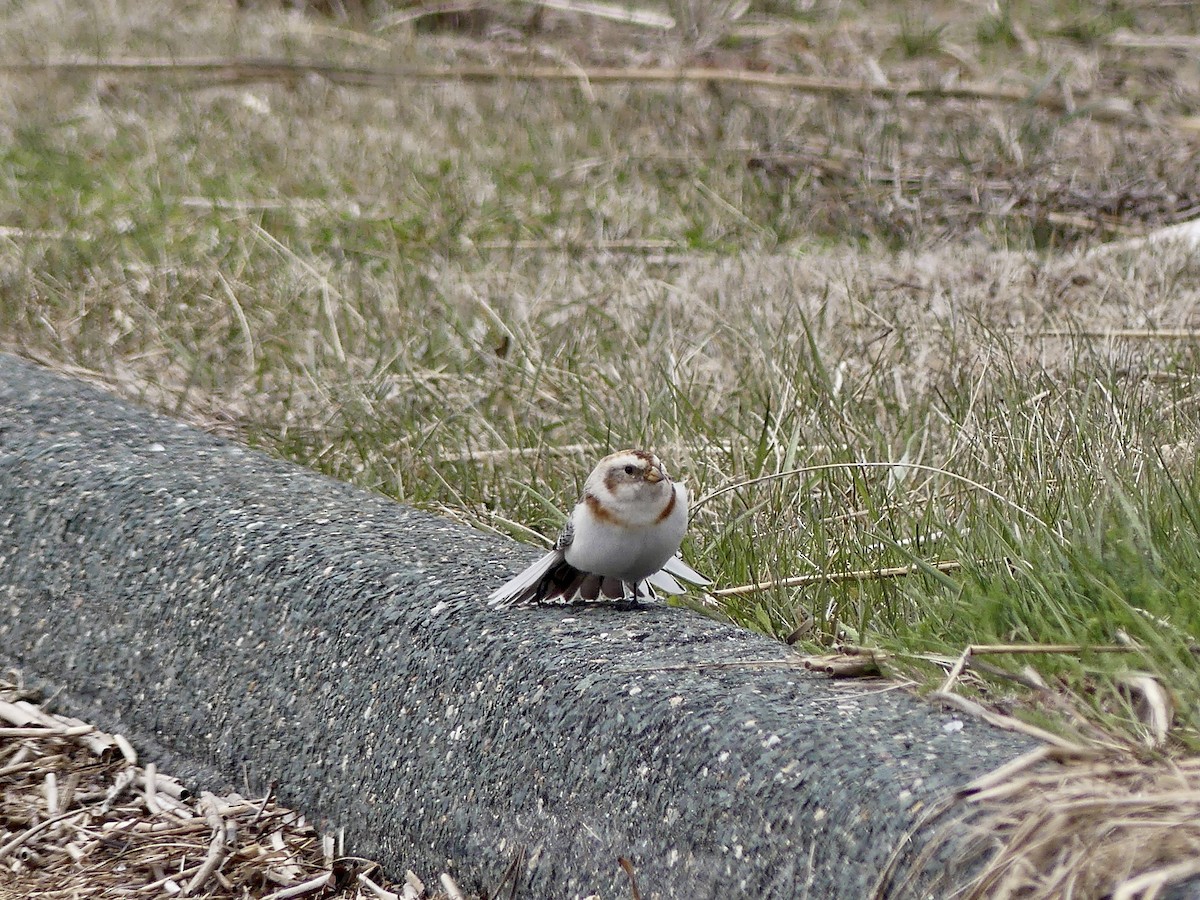 Snow Bunting - ML617060735