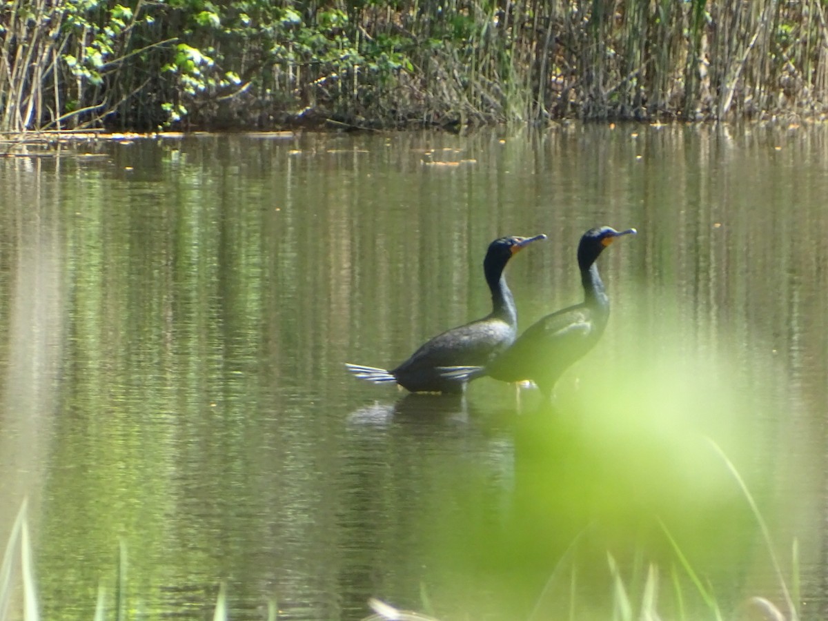 Double-crested Cormorant - ML617060737