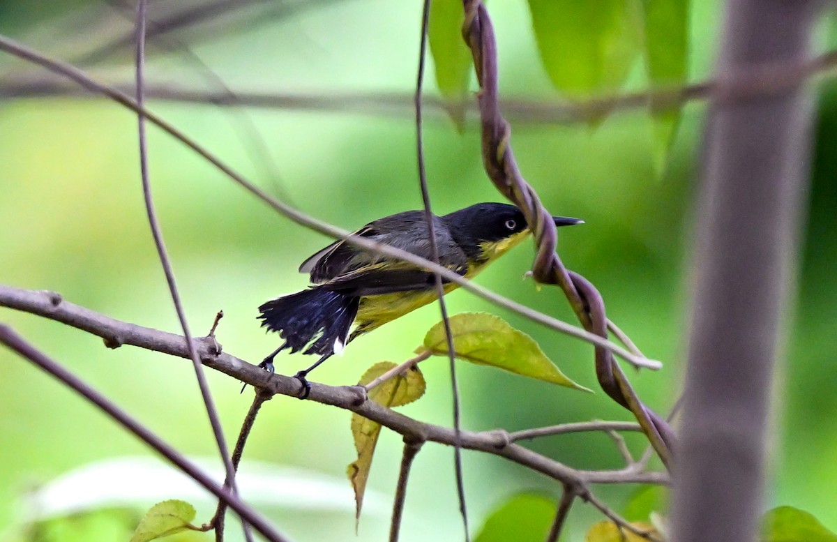 Common Tody-Flycatcher - ML617060769