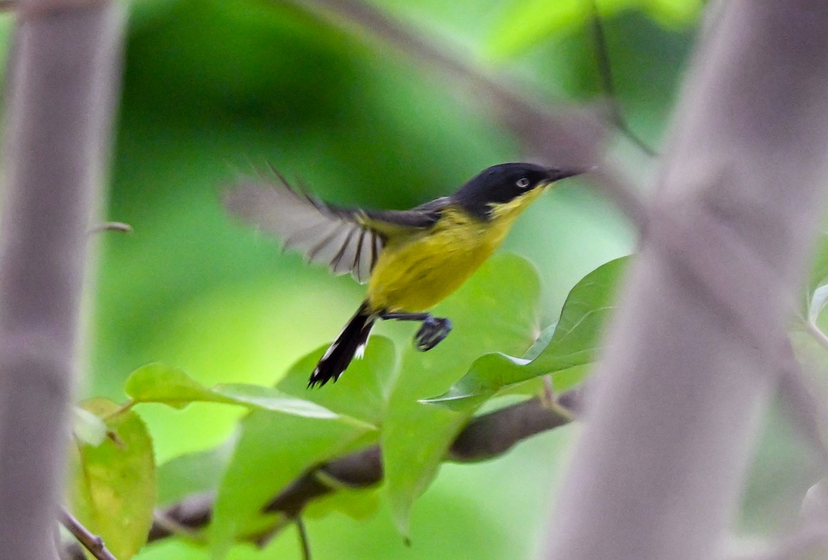 Common Tody-Flycatcher - ML617060770