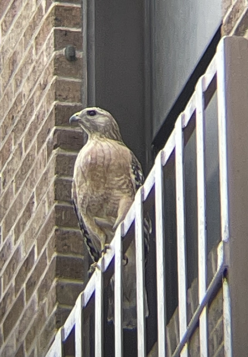 Red-shouldered Hawk - ML617060784