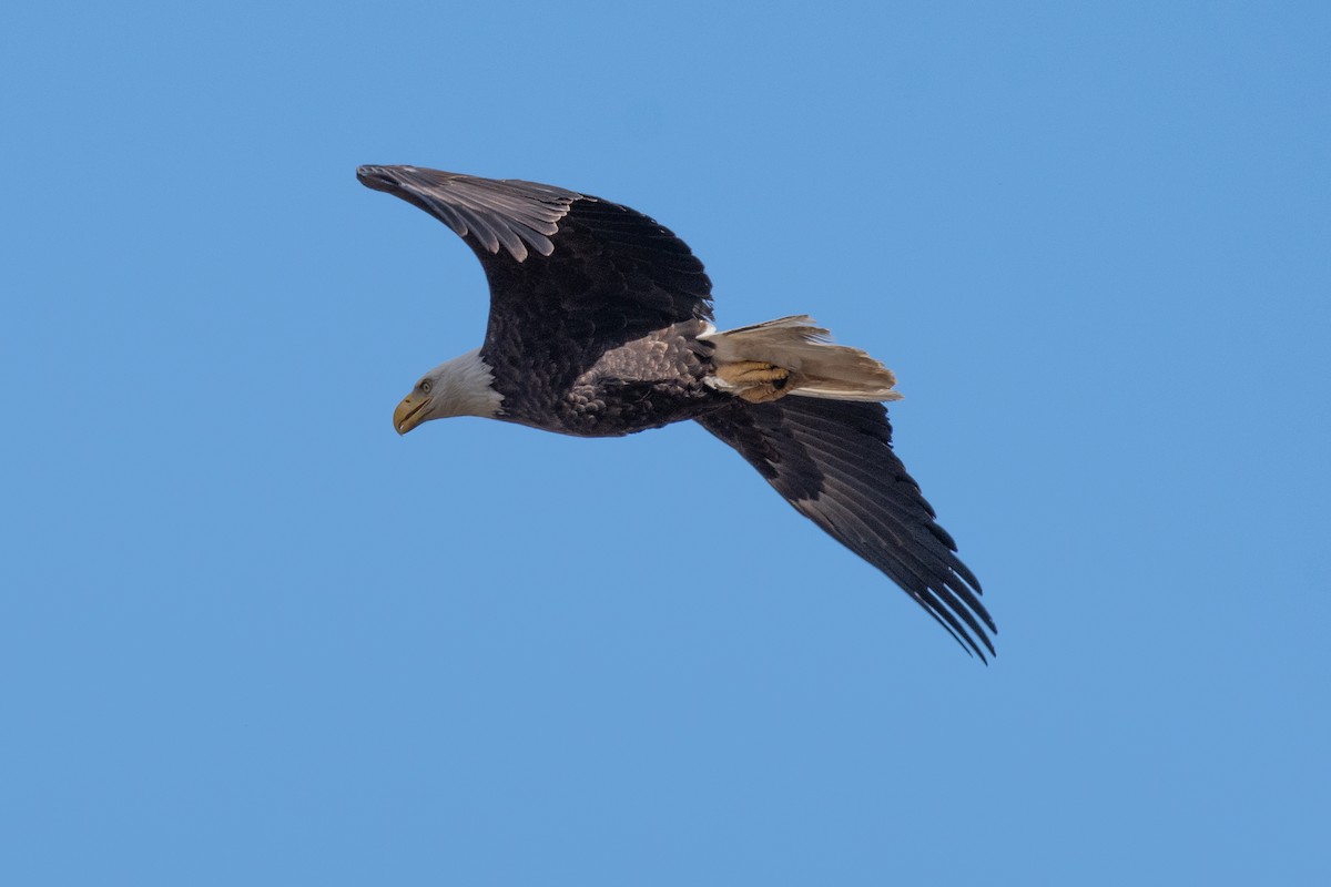 Bald Eagle - ML617060825