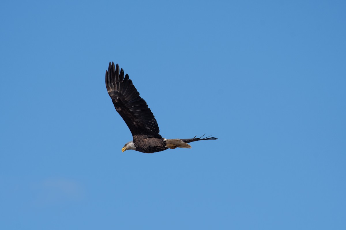 Bald Eagle - ML617060827