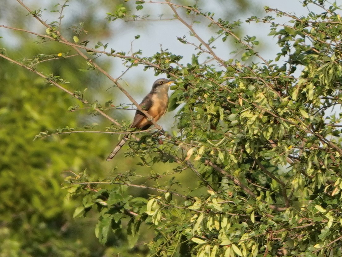 Mangrovekuckuck - ML617060840