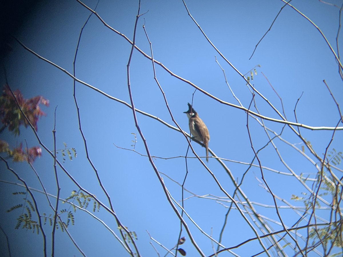 Red-whiskered Bulbul - Tommy Hekl