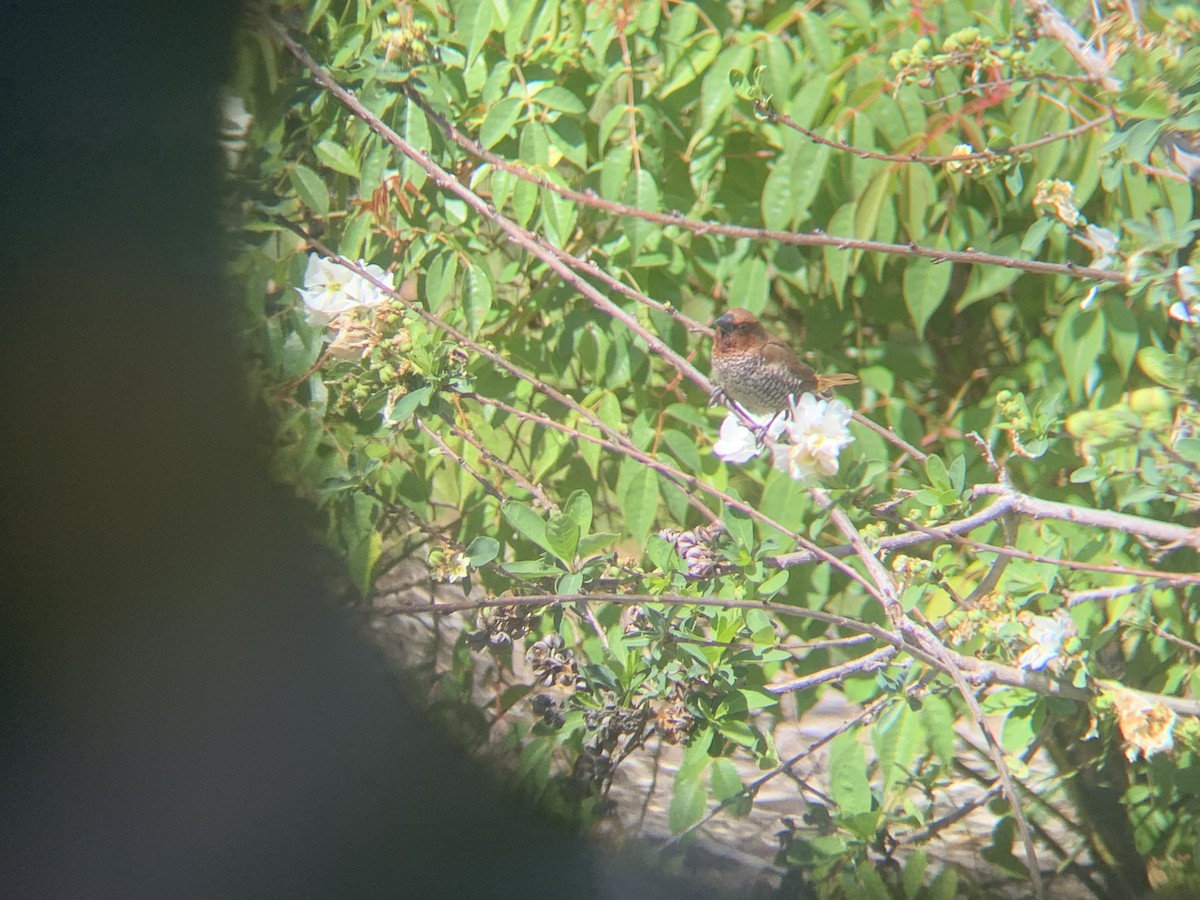 Scaly-breasted Munia - ML617060855