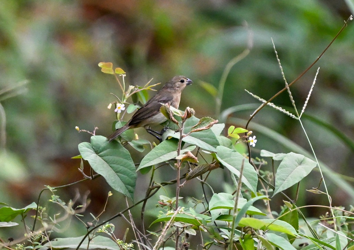 Slate-colored Seedeater - Linda Sullivan