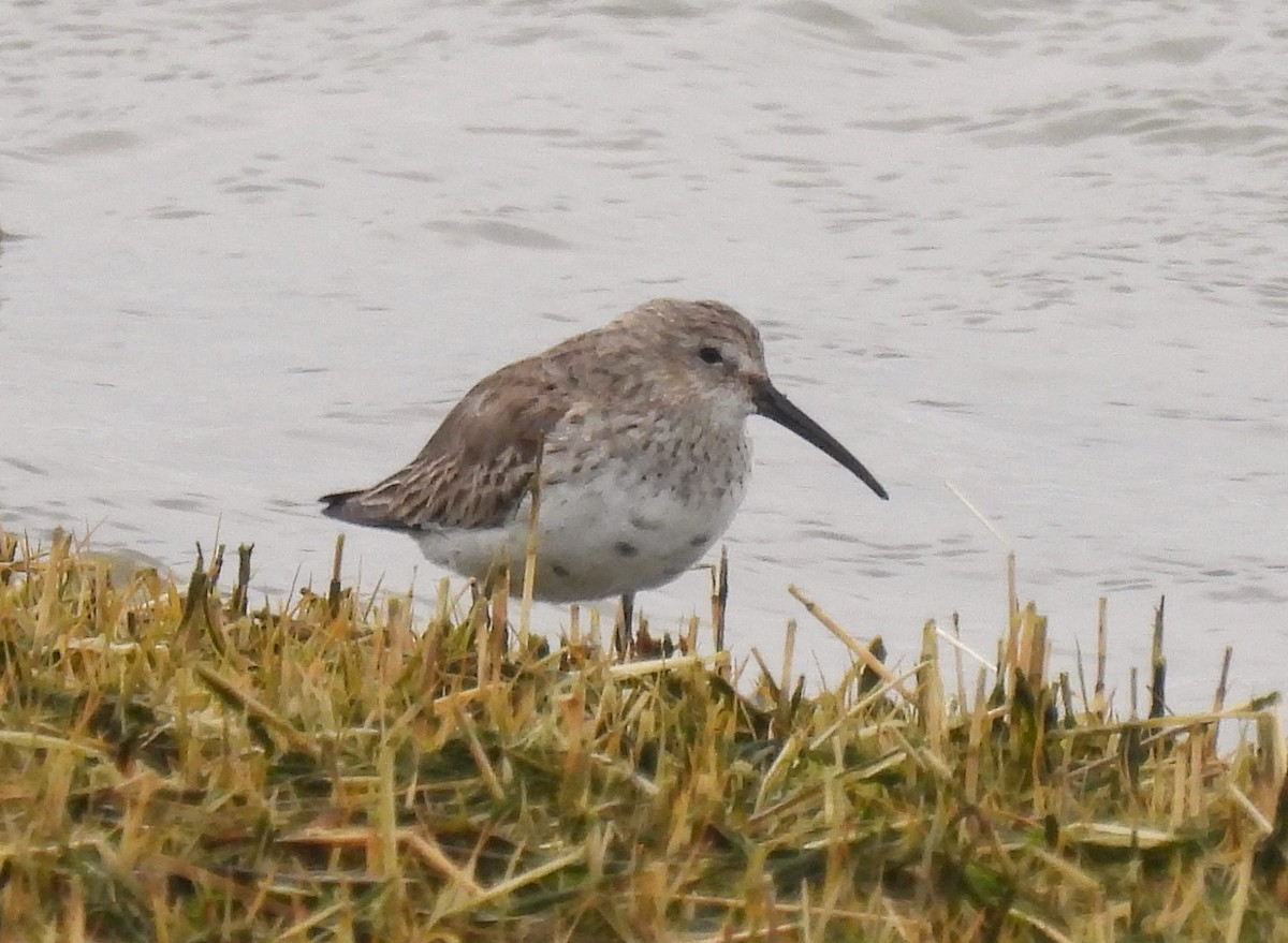 Dunlin - ML617060884