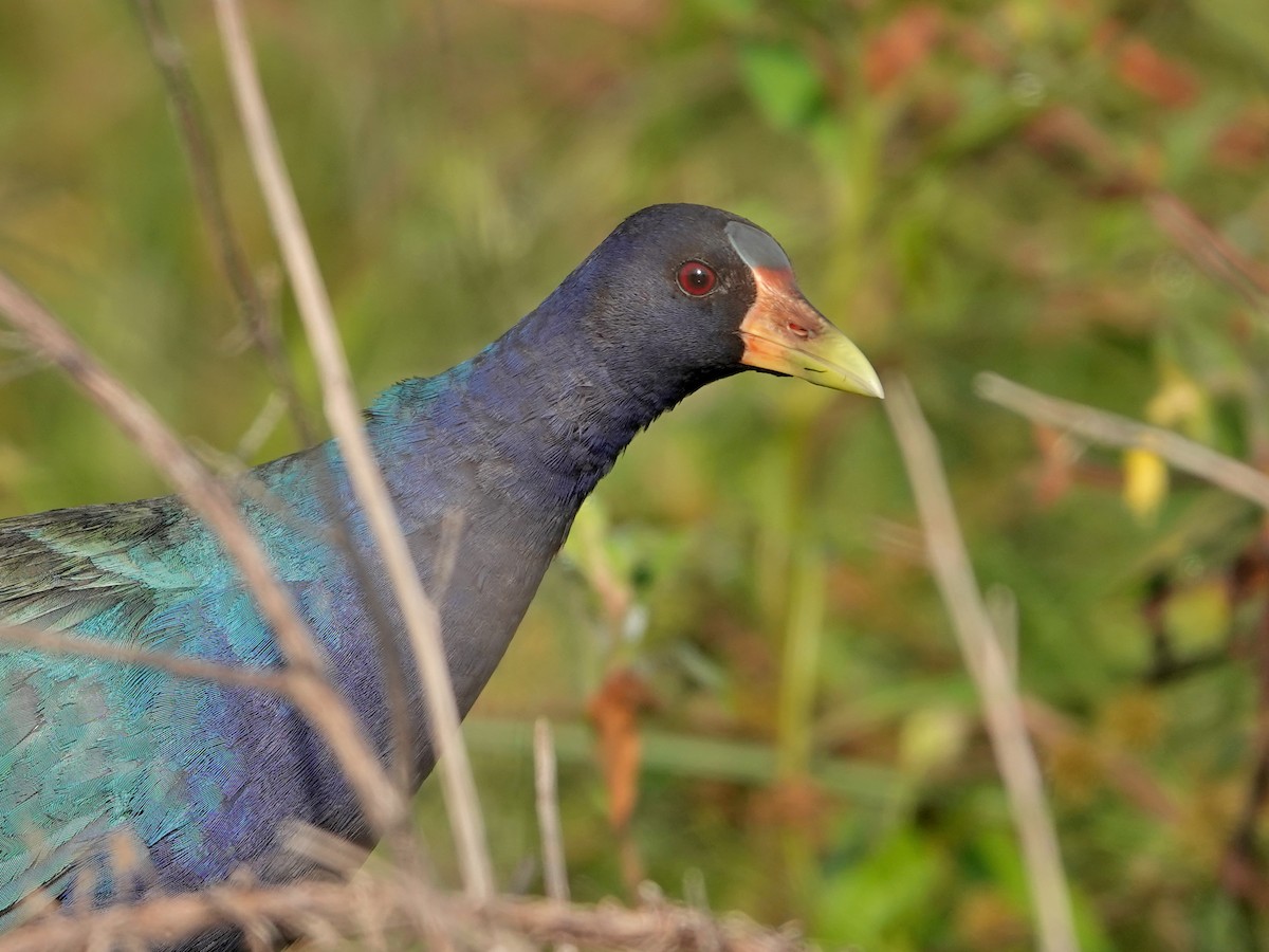 Purple Gallinule - ML617060894