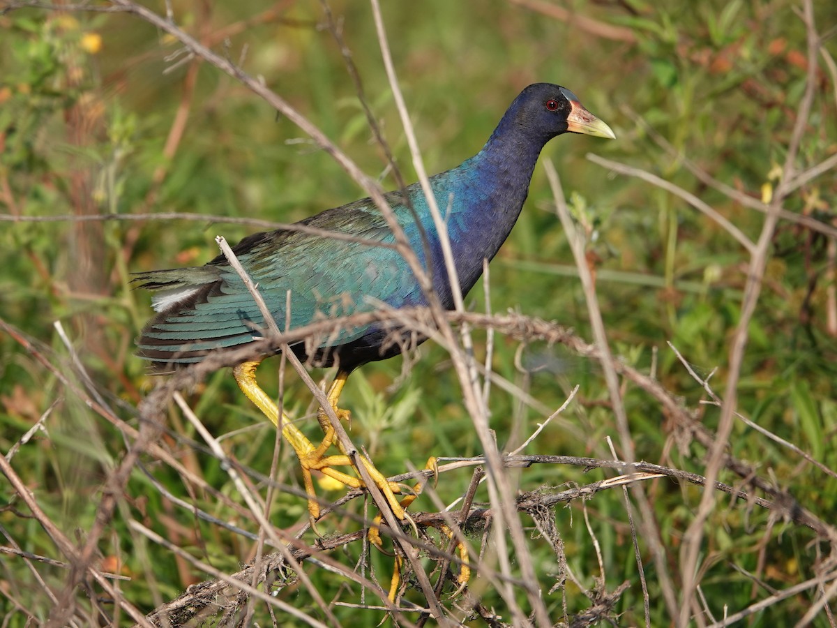 Purple Gallinule - ML617060895