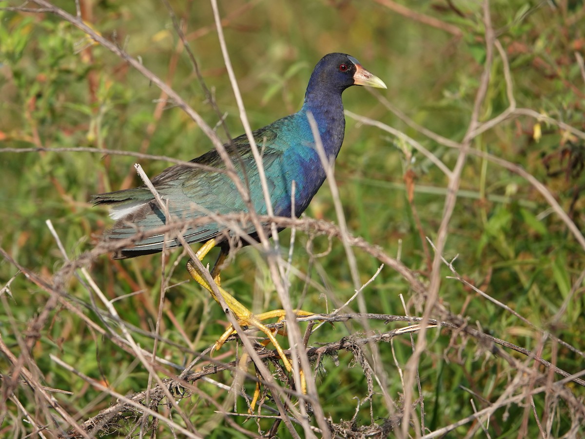 Purple Gallinule - ML617060896