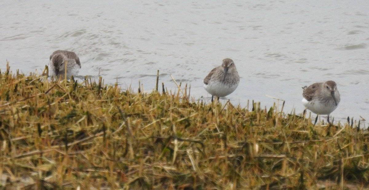 Dunlin - ML617060901