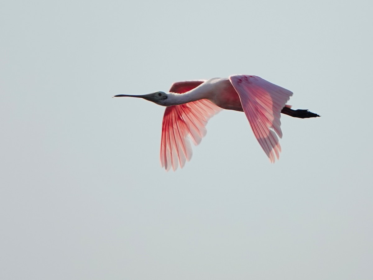 Roseate Spoonbill - ML617060921